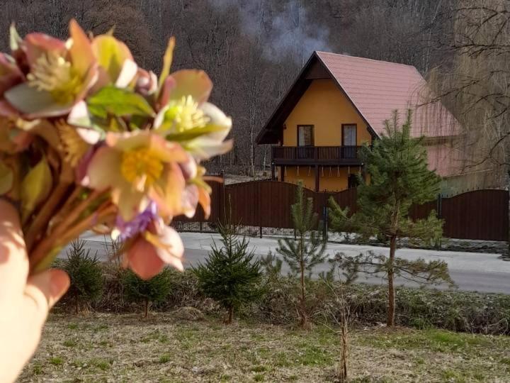 Holiday home срібний вовк Sasivka